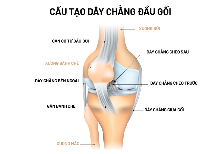 Tập Luyện Thế Nào Để Tăng Độ Dẻo Dai Của Dây Chằng?